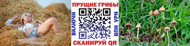 Купить где  Екатеринбург  Псилоцибиновые грибы MAGIC MUSHROOMS 